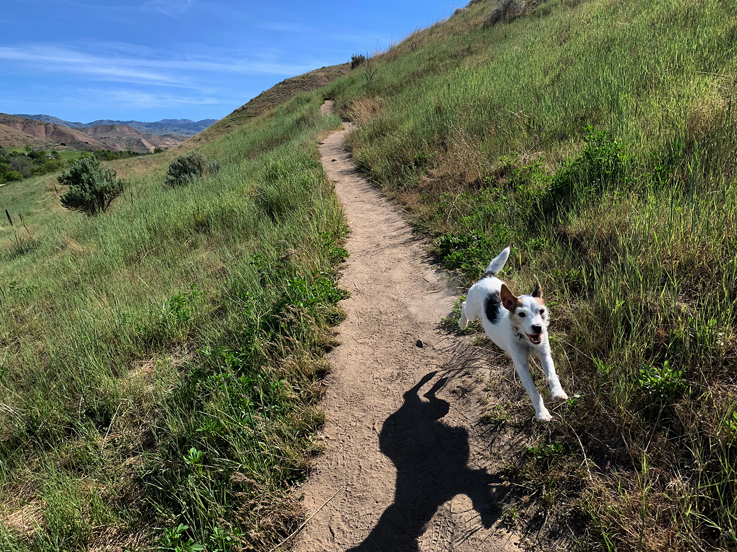 A Jack Russell Terrier enjoys the Full Sail Trail in the Boise Foothills.